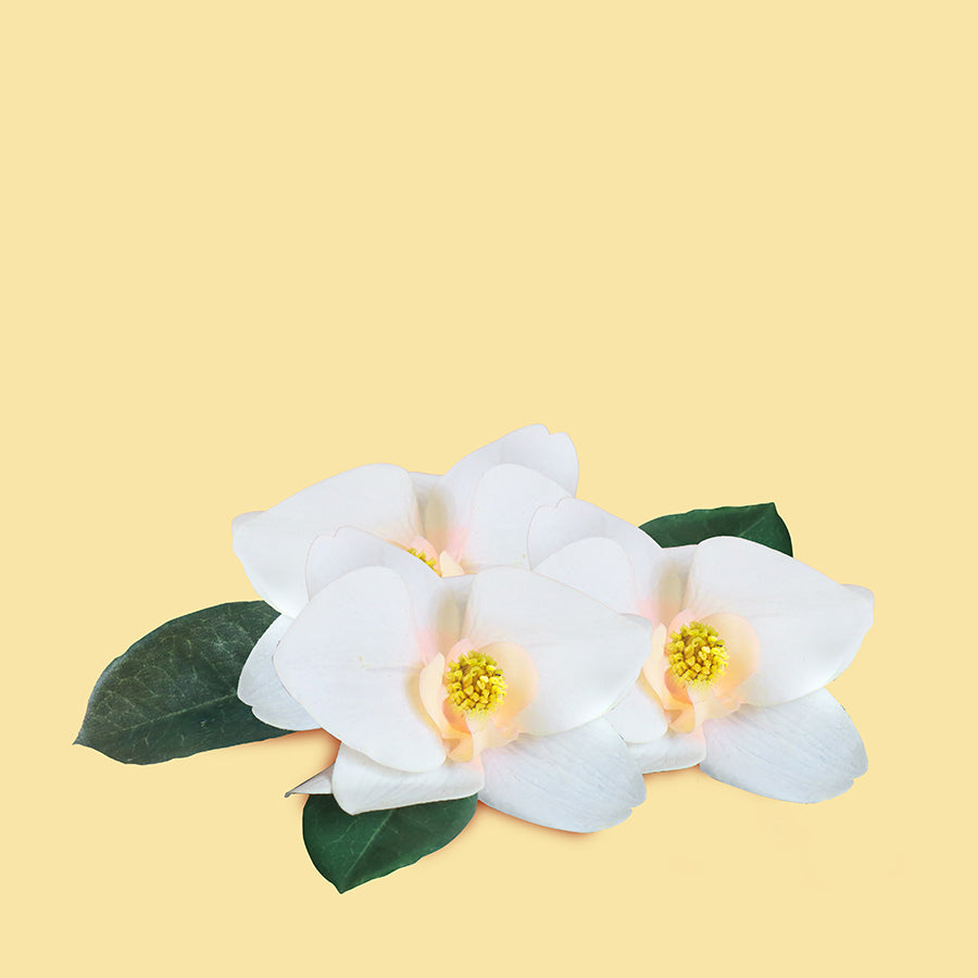 Magnolia In Bloom - Fragrance Oil